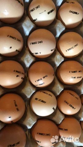 Инкубационное яйцо из Европы и России,Канады,Франц