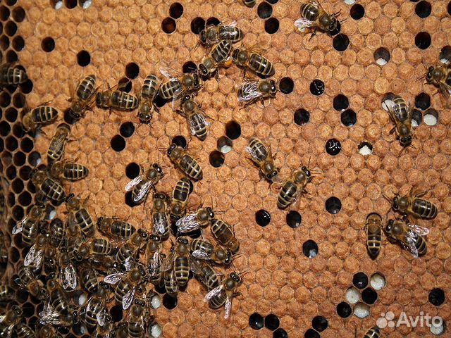 Пчелы, пчелопакеты карпатка купить на Зозу.ру - фотография № 1