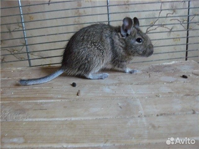 Песчанка отбрасывает хвост. Белка дегу хвост. Хвост белки дегу. Белка дегу кончик хвоста белый. Дегу (octodon degus).