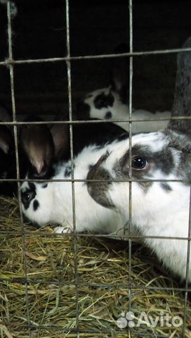 Кролики и индоутки на продажу купить на Зозу.ру - фотография № 4