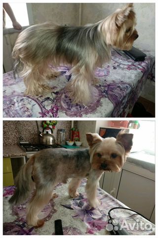 Стрижка собак и кошек (груминг)