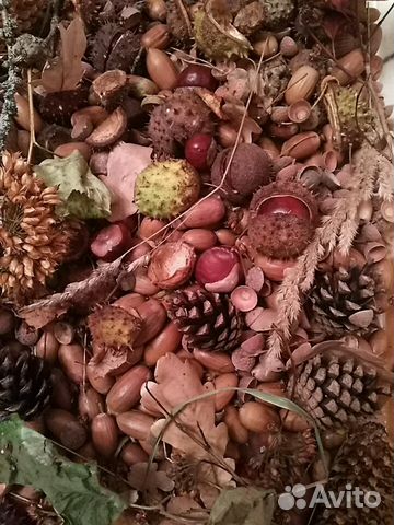 Каштан конский, желуди, шишки Каштан конский, желуди, шишки