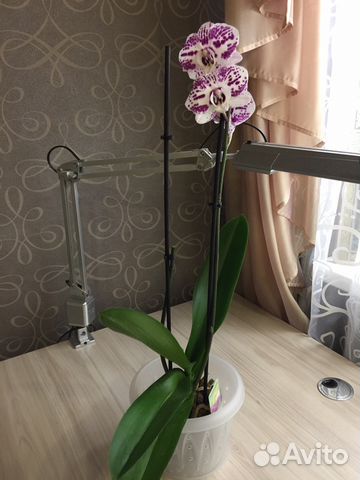 Орхидея крупная