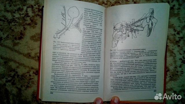 Анатомия и физиология человека - Н.И. Федюкевич