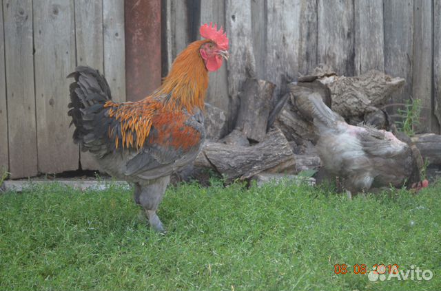 Инкубационное яйцо, цыплята, петушки купить на Зозу.ру - фотография № 1