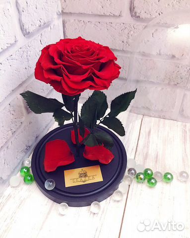 Роза в Колбе Роза в Колбе