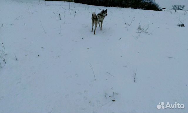 Купить Лайку В Тамбовской Области