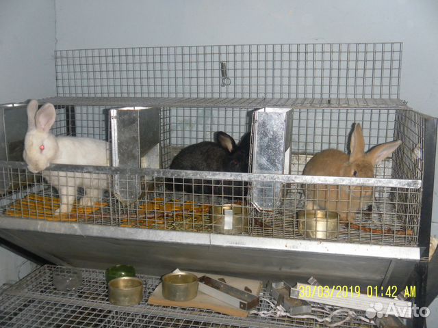 Кролики разных пород и возрастов купить на Зозу.ру - фотография № 6