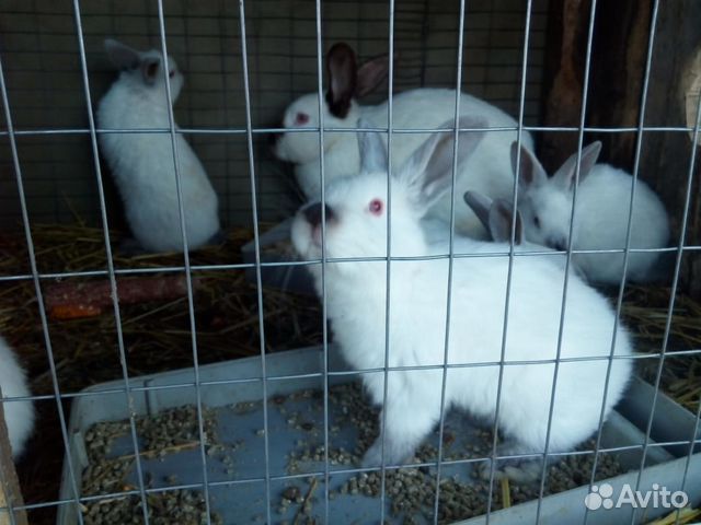 Кролик и мясо кролика купить на Зозу.ру - фотография № 2