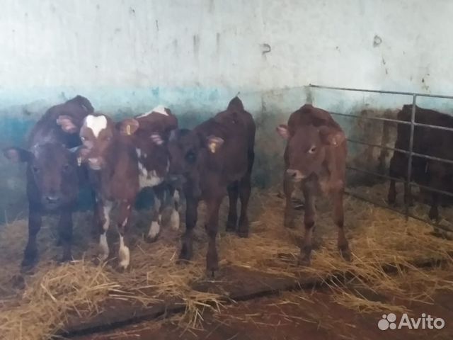 Телята бычки красно степные крс