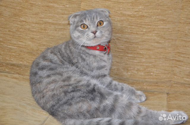Ищем кота на вязку купить на Зозу.ру - фотография № 1