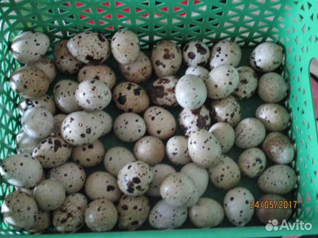 Яйцо куриное перепелиное.пищевое и на инкубацию купить на Зозу.ру - фотография № 1