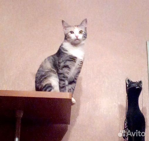 Кошки, коты и котята в ответственные руки купить на Зозу.ру - фотография № 10