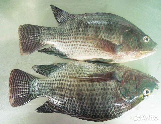 Рыба телапия или тилапия фото