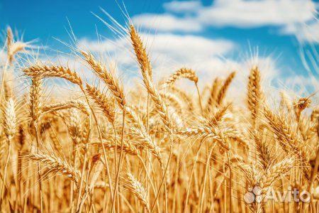 Пшеница урожай 2019 года купить на Зозу.ру - фотография № 1