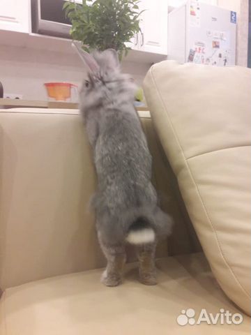 Карликовый кролик купить на Зозу.ру - фотография № 2