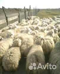 Валушки (овцы, бараны, ягнята) купить на Зозу.ру - фотография № 1