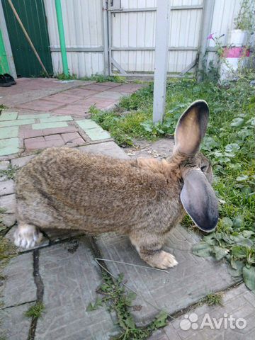 Кролики крупных пород купить на Зозу.ру - фотография № 2