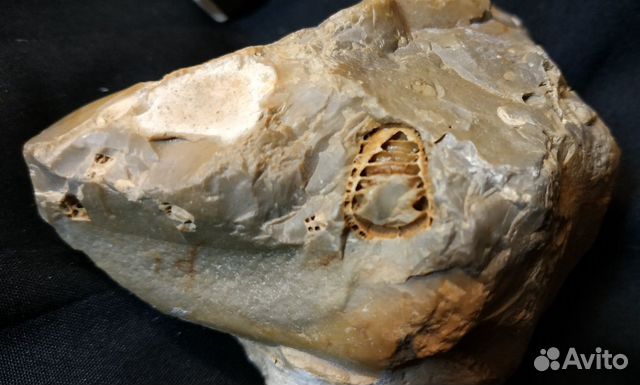 Камень древний с окаменелостью