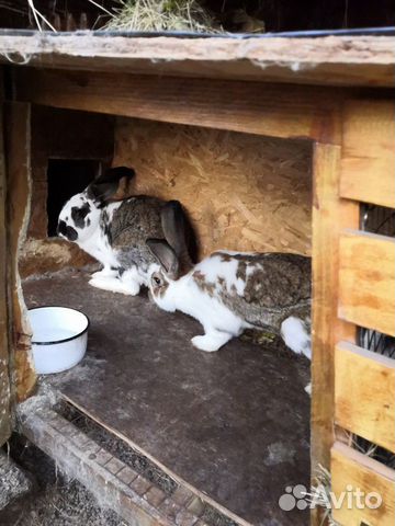 Подрощеные кролики купить на Зозу.ру - фотография № 2