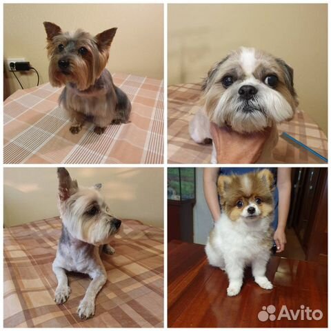 Стрижка собак и кошек (груминг)