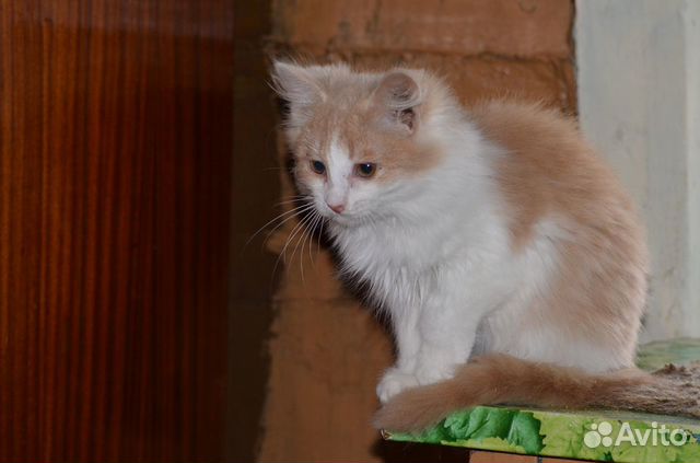 Пушистые котята от кошки-мышеловки купить на Зозу.ру - фотография № 2