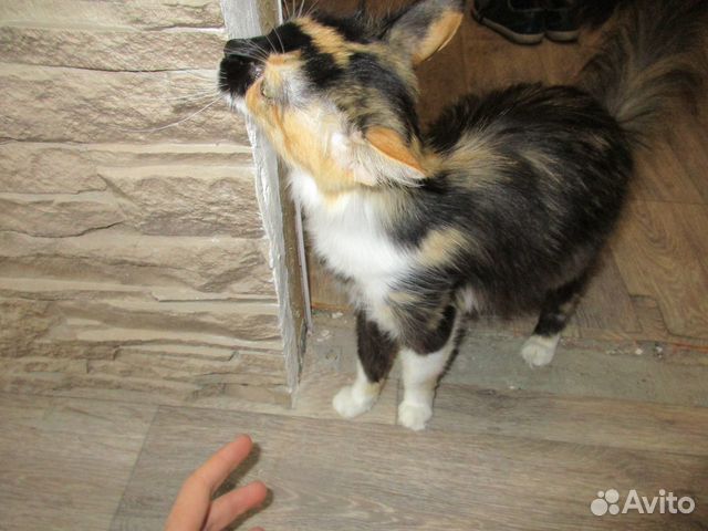 Трёхцветная кошка в ответственные руки купить на Зозу.ру - фотография № 1