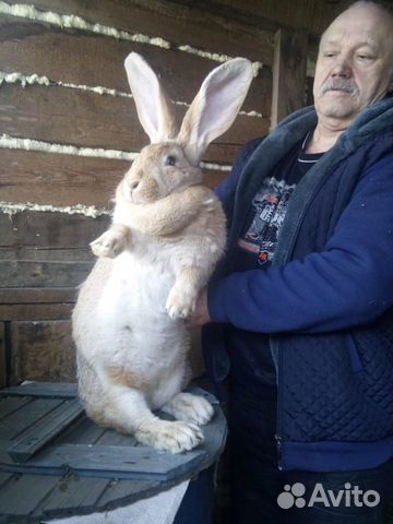 Продам кроликов порода Ризен купить на Зозу.ру - фотография № 4