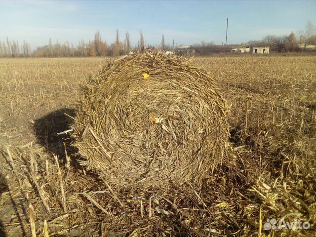 Кукуруза в рулоне купить на Зозу.ру - фотография № 1