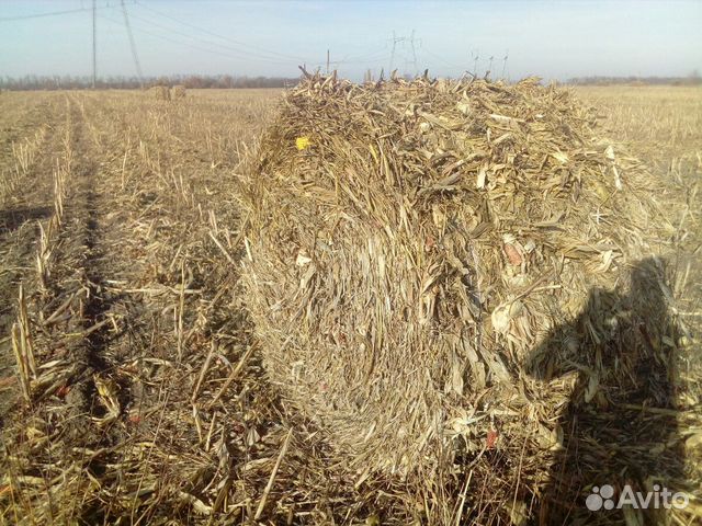 Кукуруза в рулоне купить на Зозу.ру - фотография № 2