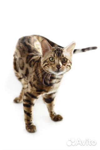 Вязка (котята)