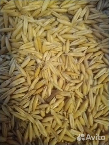 Ячмень. овес. зерно. отруби. пшеница купить на Зозу.ру - фотография № 1