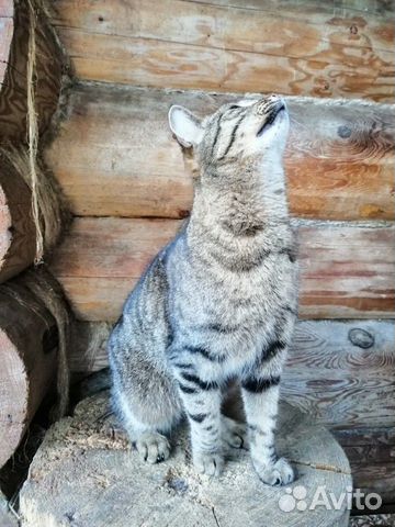 Метис европейской кошки в дар купить на Зозу.ру - фотография № 5