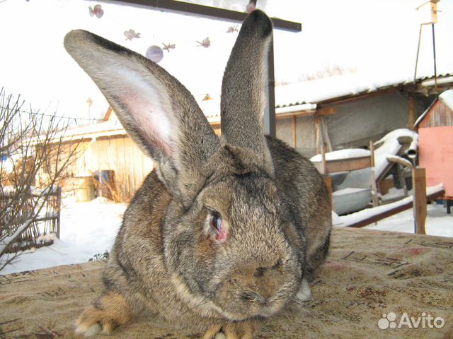Продам племенных кроликов купить на Зозу.ру - фотография № 5
