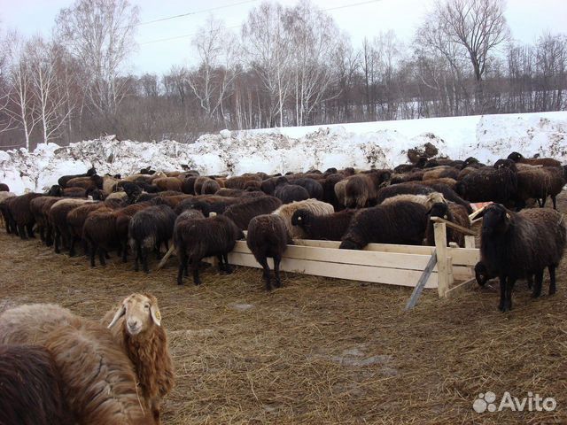 Овцы бараны козы купить на Зозу.ру - фотография № 4