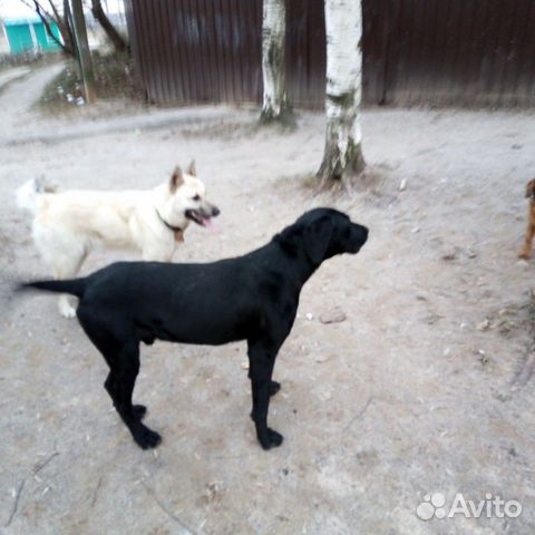Прибежала собака Гончаяя смешно с Курцхаром купить на Зозу.ру - фотография № 2