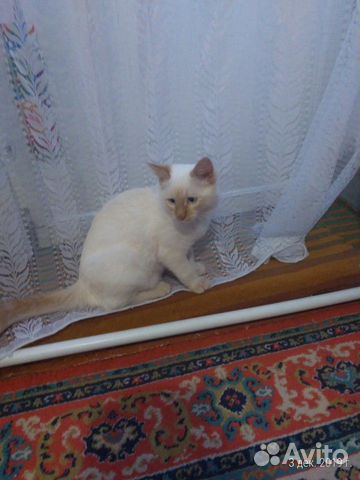 Тайский кот солнечного окраса (крем пойнт) купить на Зозу.ру - фотография № 4