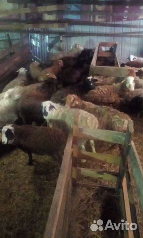 Овцы курдючные, живым весом купить на Зозу.ру - фотография № 1