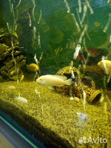 Рыбки цихлиды Белый Принц купить на Зозу.ру - фотография № 4