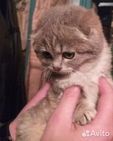 Котёнок кошечка купить на Зозу.ру - фотография № 1