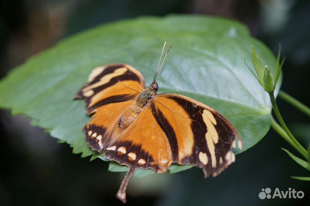 Живые тропические бабочки Papilio Polyxenes купить на Зозу.ру - фотография № 5