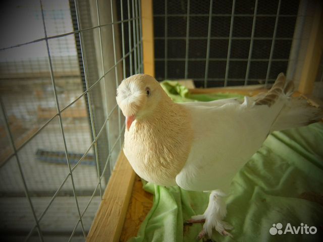Продам голубей такла купить на Зозу.ру - фотография № 4