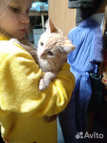 Кошечка 6,5 месяцев купить на Зозу.ру - фотография № 4