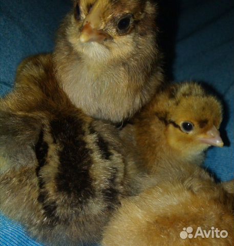 Цыплята, утята суточные и подрощенные купить на Зозу.ру - фотография № 2