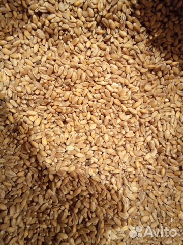 Пшеница (Бодай) купить на Зозу.ру - фотография № 1