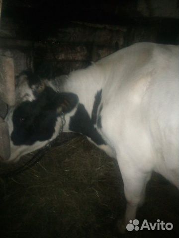 Продам корову купить на Зозу.ру - фотография № 6
