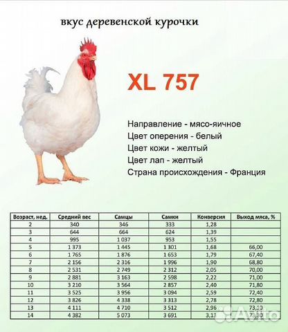 Инкубационное яйцо мясо-яичного кросса XL 757 NEW купить на Зозу.ру - фотография № 1