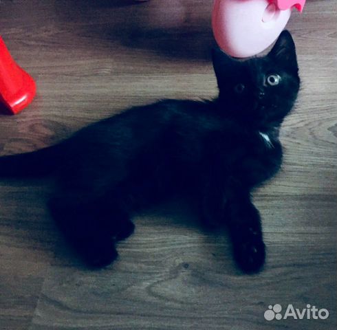Отдам даром кота