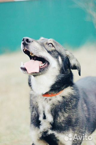 Собака- позитив в дар купить на Зозу.ру - фотография № 9