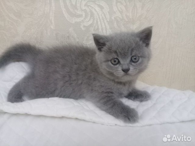 Продаю британского котенка купить на Зозу.ру - фотография № 1